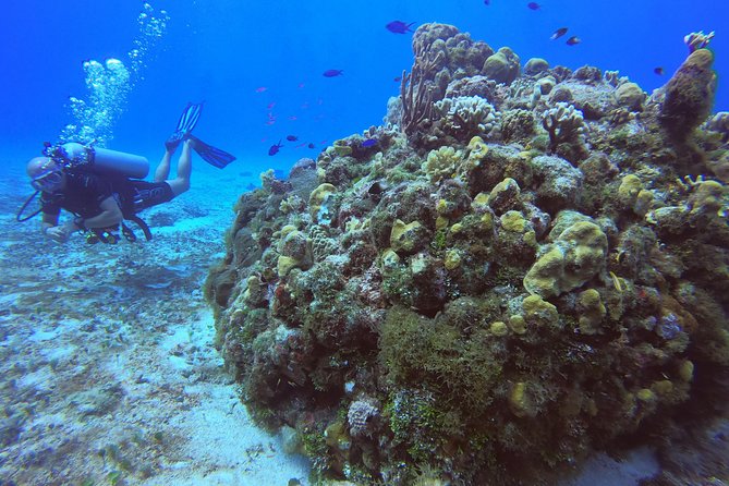 1 Tank Guided Shore Dive Including Equipment - Gear and the One-Tank Format: What You’ll Actually Do