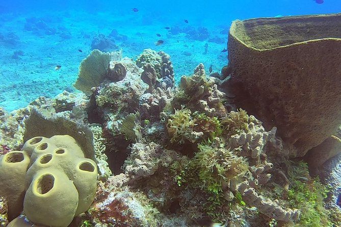 1 Tank Guided Shore Dive Including Equipment - What You’ll See: Moray Eels, Caribbean Squid, and Lobsters