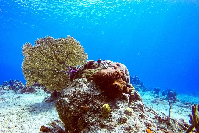 1 Tank Guided Shore Dive Including Equipment - Depth of 35 Feet: Why This Works for Newer Divers