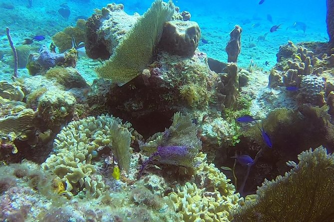 1 Tank Guided Shore Dive Including Equipment - The Shore-Based Advantage: Less Day-Wrangling, More Underwater Time