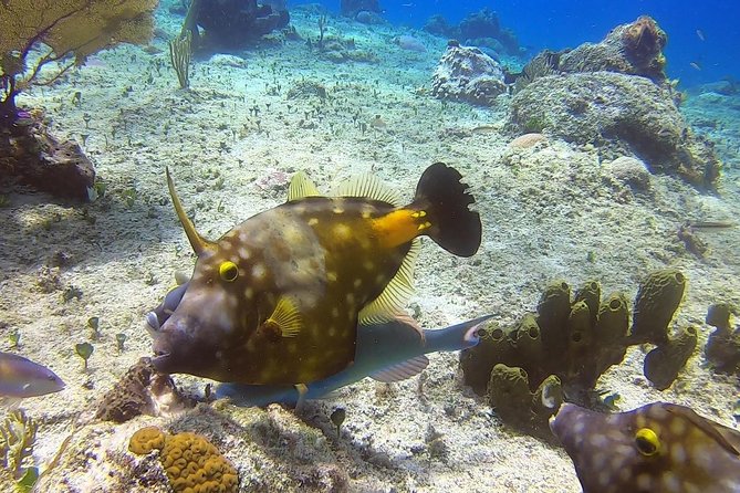 1 Tank Guided Shore Dive Including Equipment - When the Water Gets Rough: How the Experience Handles Choppy Conditions