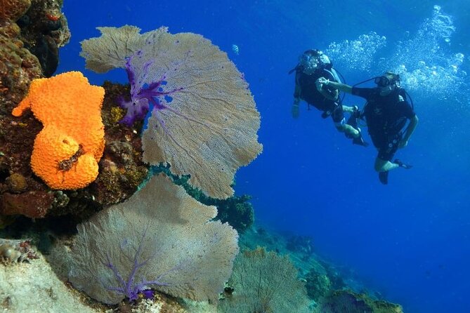 1 Tank Guided Shore Dive Including Equipment - Booking, Ticketing, and Practical Notes That Affect Your Day