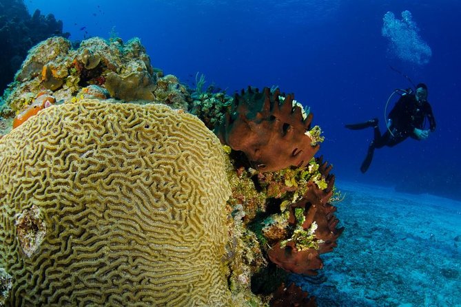 2 dives in Cozumel (for certified divers only) - What you’re really buying for $110 in Cozumel