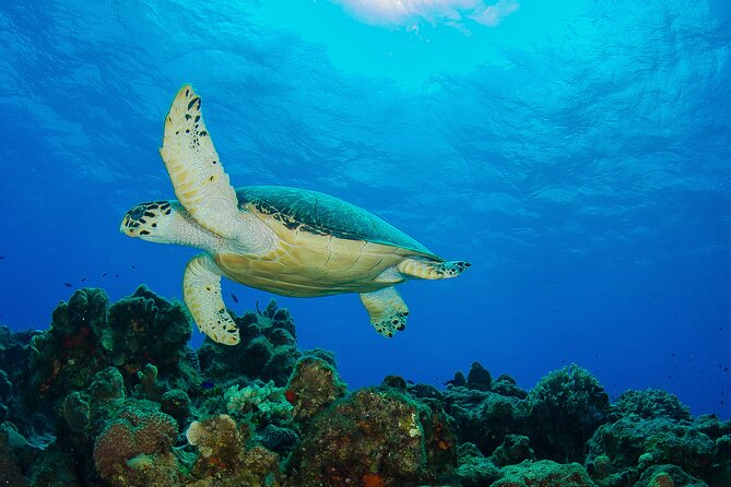 2 dives in Cozumel (for certified divers only) - Certification rules: the “open water or equivalent” reality check