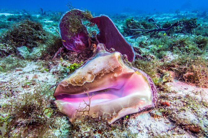 2 dives in Cozumel (for certified divers only) - Meet the guides: what makes this reef time work
