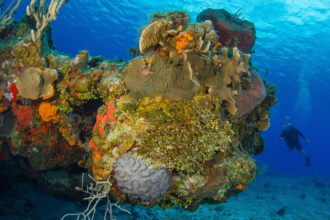 2 dives in Cozumel (for certified divers only) - Price breakdown you can use before you commit