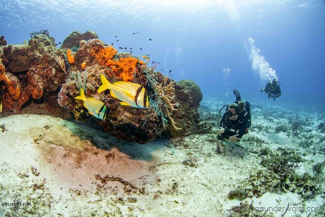2 Tank Cozumel Reef Boat Dives - Key Things That Make This Tour Worth Your Time