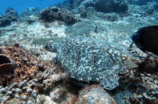 2 Tank Cozumel Reef Boat Dives - The Safety Briefing: Calm Minds Go Further Underwater