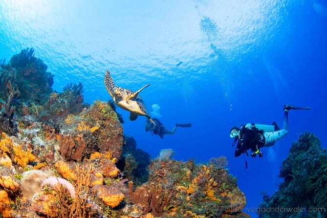 2 Tank Cozumel Reef Boat Dives - Two Session Timing: Morning vs Afternoon vs Twilight Options