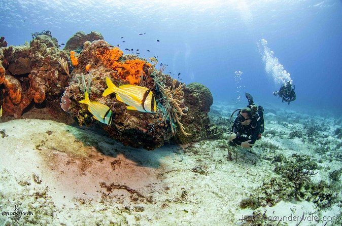 2 Tank Cozumel Reef Boat Dives - What You’re Paying For: Value of $179.21 Per Person