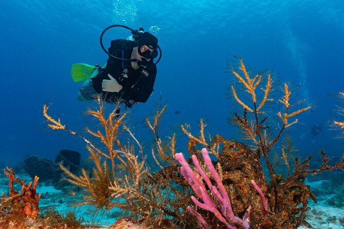 2 Tank Morning Dive: Scuba Diving in Cozumel - Who this trip is best for