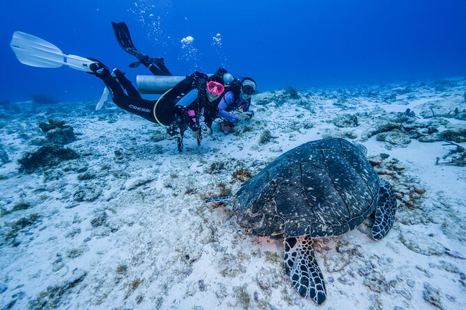 2 Tanks dives for Certified Divers in Cozumel - Two-tank certified diver day in Cozumel: what you’re really buying