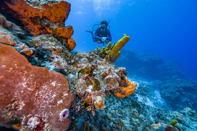 2 Tanks dives for Certified Divers in Cozumel - Stop 1: Palancar Reef and the kind of marine life you should expect