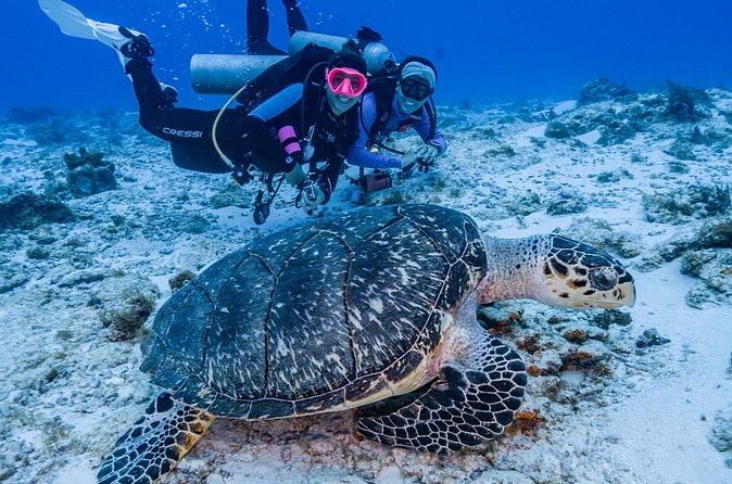 2 Tanks dives for Certified Divers in Cozumel - Why the guide team makes such a difference (Lobo, Arianna, Lola, Roberto, captain Lorenzo)
