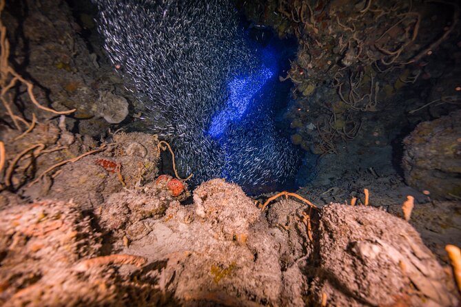 2 Tanks dives for Certified Divers in Cozumel - Timing, group size, and how to make the day feel easy