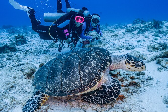 2 Tanks dives for Certified Divers in Cozumel - Meeting at Marina Fonatur and getting ready for the water