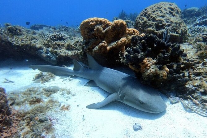 2 tanks for certified divers - Second reef session: a different site for more wildlife variety