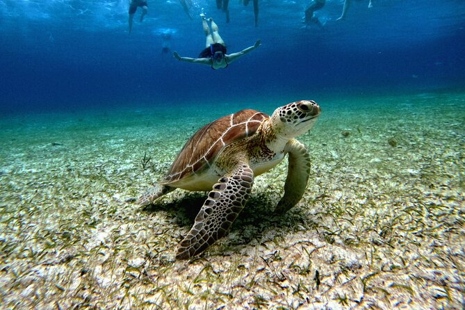 4 Hour Cozumel Turtle Sanctuary Experience on a Luxury Catamarán - Luxury catamaran timing: a 4-hour day that doesn’t feel rushed