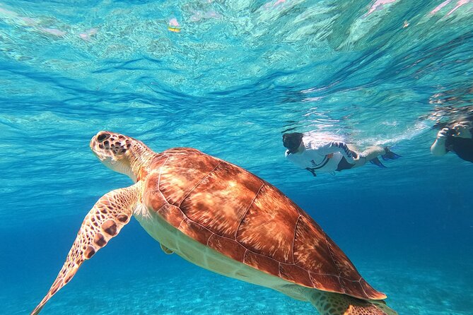 4 Hour Cozumel Turtle Sanctuary Experience on a Luxury Catamarán - El Cielo: starfish on white sand, shallow enough to enjoy slowly