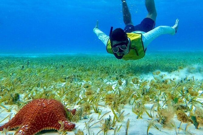 4 hours of shared snorkeling to El Cielo - El Cielito Sandbar: Ceviche, Beer, and Stingray-Watching Break Time
