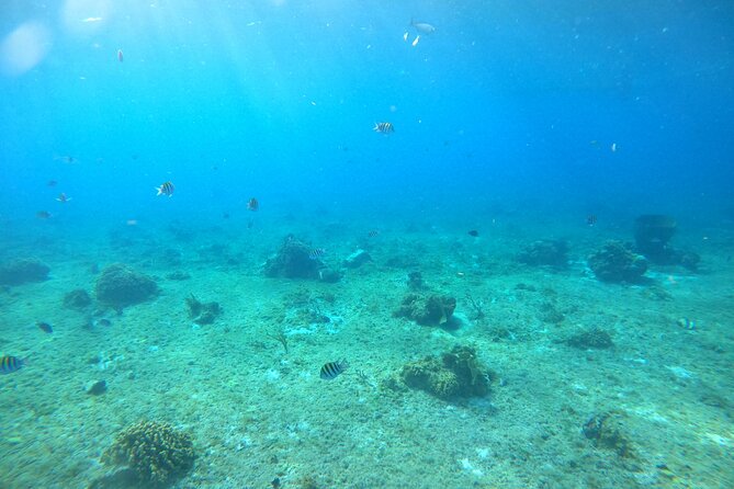 Bavarian Fiesta Snorkel Activity in Glass Bottom Boat at San Miguel de Cozumel - Stop by stop: wrecks, reef, and El Cielo starfish on the south side