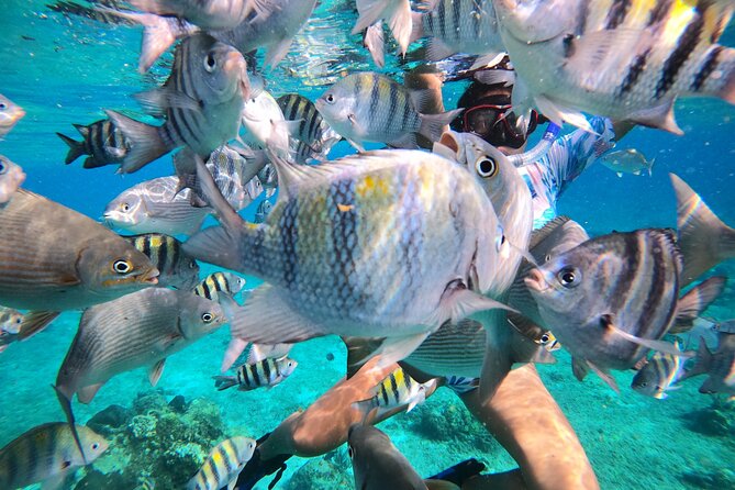 Bavarian Fiesta Snorkel Activity in Glass Bottom Boat at San Miguel de Cozumel - Food and drinks: fresh snacks, margaritas, and German beer as an option
