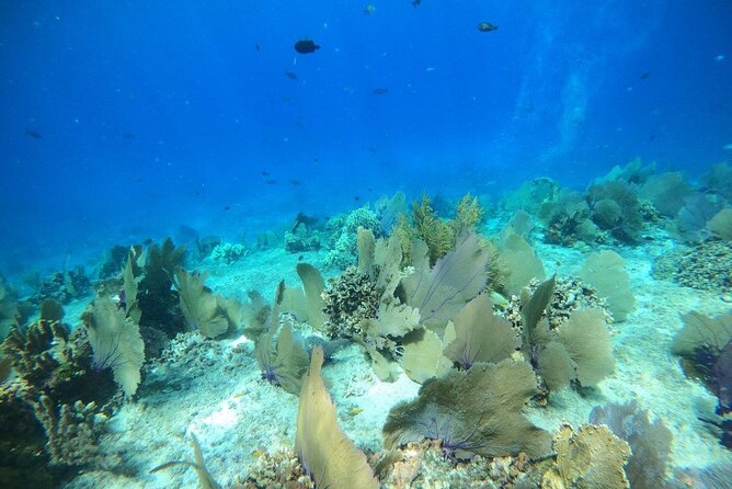 Bavarian Fiesta Snorkel Activity in Glass Bottom Boat at San Miguel de Cozumel - Crew and safety: the underwater guide, plus captains who know the water