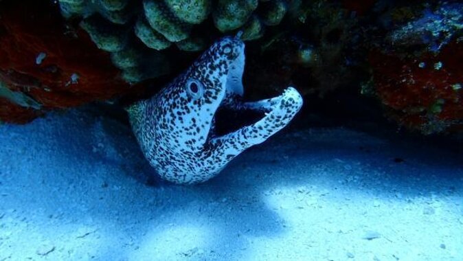 Best Cozumel Jet Ski Tour + Drinks + Snorkeling - Key Highlights You’ll Actually Notice