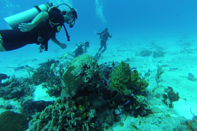 Chankanaab Cozumel Scuba Diving - Key things I’d zero in on before you book