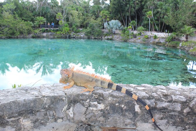Chankanaab Park Admission +Snorkeling + Lunch included - Should you book the Chankanaab Park admission + snorkeling with lunch?