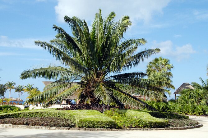 Chankanaab Park and Island Tour by Buggy with Mexican Lunch - El Mirador on Cozumel’s east side: a viewpoint that earns its photo time