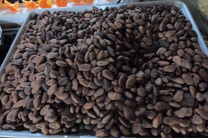 Chocolate Tasting & mayan Presentation - The Mayan village stop in San Miguel de Cozumel