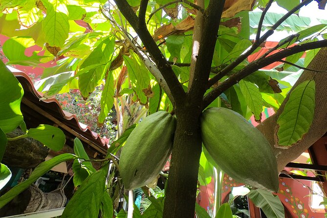 Chocolate Tasting & mayan Presentation - Group size and guides: why it feels personal