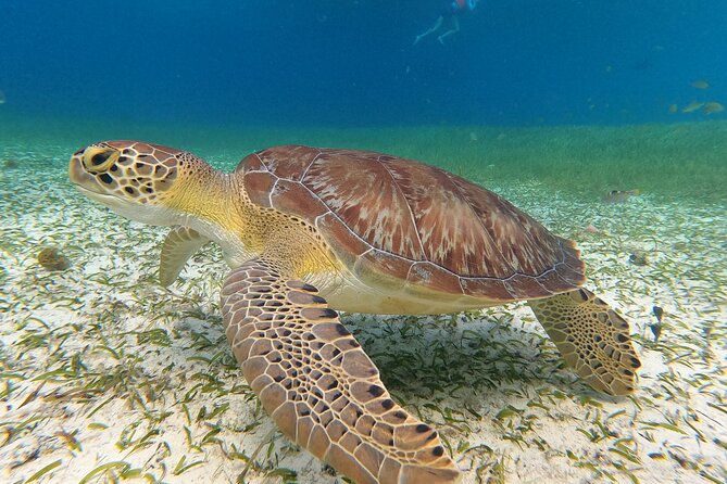 Colombia, Palancar & Cielo Cozumel Snorkel Tour - What “Turtle Sanctuary” Really Means for Your Day