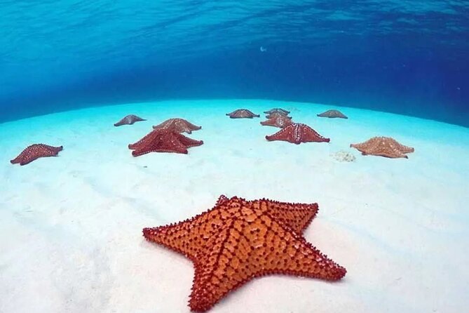 Cozumel 4 Hour Boat Sky Tour - El Cielito Sand Bank: Waist-Deep Relaxed Snorkeling to Close the 4 Hours