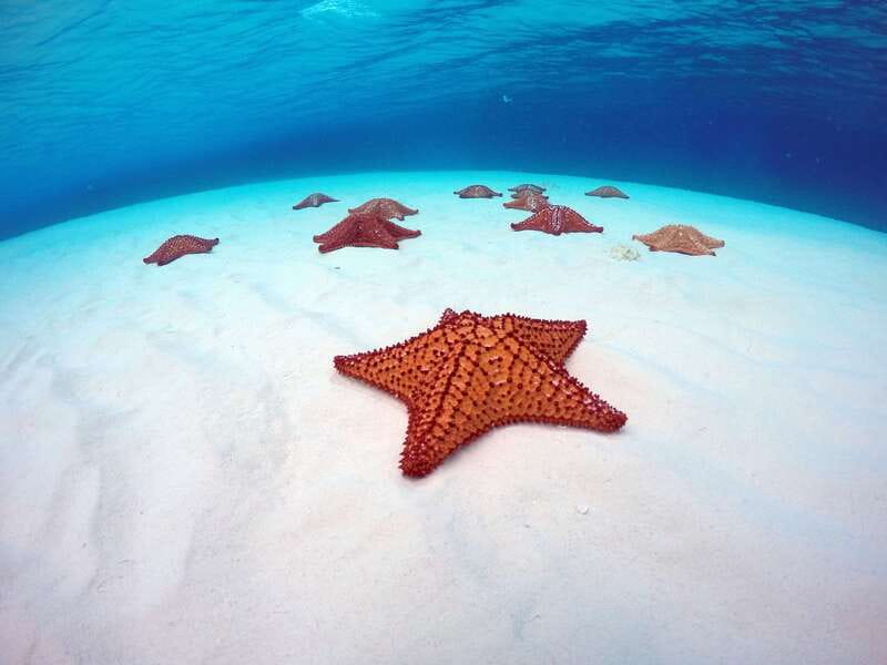 Cozumel: Catamaran, El Cielo Bay & Palancar Reef with Lunch - Palancar Reef snorkeling: the main event, planned for real visibility