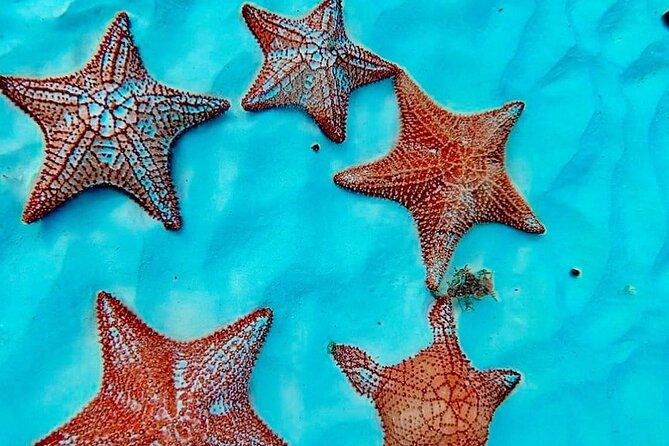 Cozumel Catamaran Fun: Snorkeling, Open Bar & Water Park - El Cielo Sandbar: Shallow Water and Starfish Time