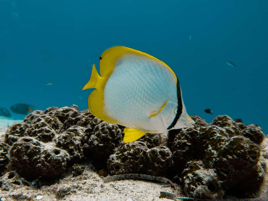 Cozumel: Chankanaab Park Admission+ Snorkel+ Welcome drink - Who should book this (and who should think twice)