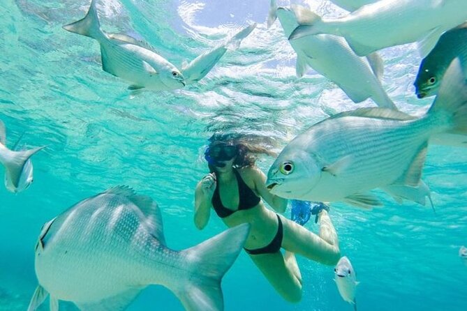Cozumel: Day in Punta Sur Eco Park and Del Cielo Beach with Snorkeling - Crocodiles, the Laguna de Colombia Viewpoint, and the Park’s Real Wildlife Edge