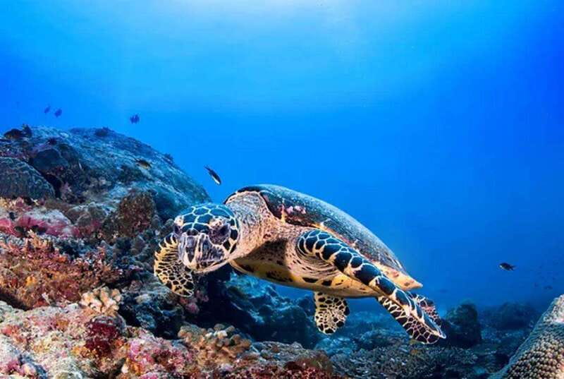 Cozumel: Discover Scuba Diving for Non-Certified Divers - The Surface Break and Lunch: A Real Reset in the Middle of the Day
