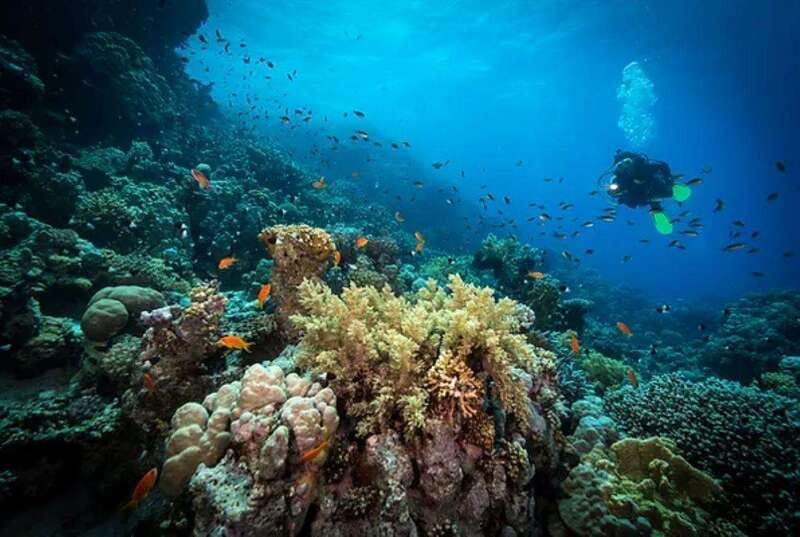 Cozumel: Discover Scuba Diving for Non-Certified Divers - What’s Included—and What You’ll Need to Pay Attention To