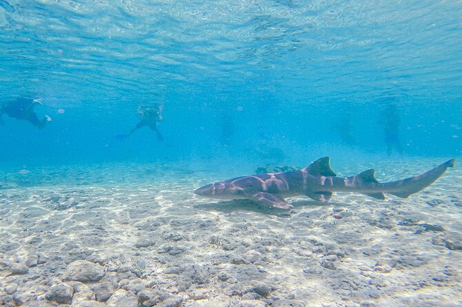 Cozumel Drive, Splash & Beach - Suzuki Jimny 4WD in Cozumel: what makes this day different