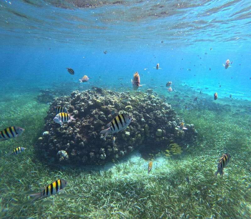 Cozumel, El Cielo: 4-Hour Private Tour - El Cielito (Arenal El Cielito): The Part People Call Heaven