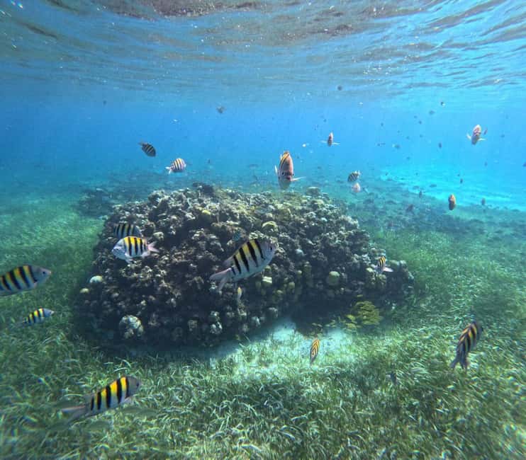 Cozumel, El Cielo: 4-Hour Shared Snorkeling Tour - Cozumel’s classic 4-hour flow, in plain terms