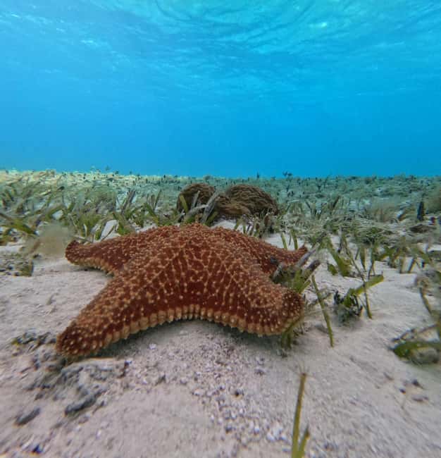 Cozumel, El Cielo: 4-Hour Shared Snorkeling Tour - El Cielo Cozumel sandbar: starfish, rays, and careful swimming