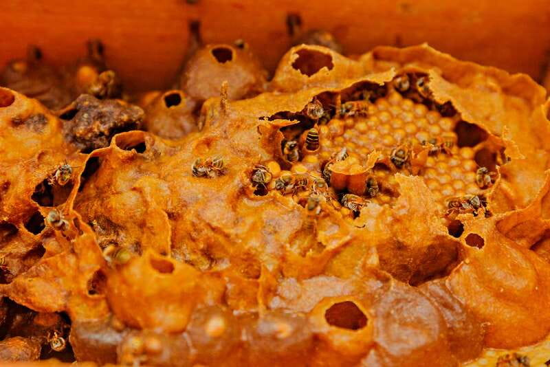 Cozumel: General Entrance to Mayan Bee Sanctuary - Inside and outside the hives: how a colony is organized