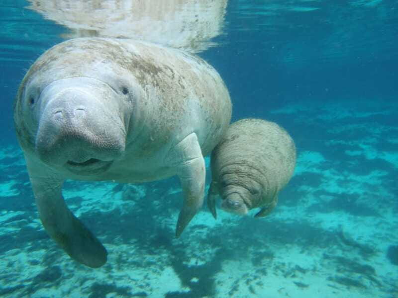 Cozumel: Manatee Encounter, Chankanaab Admission and Buffet - How to plan your day so it feels calm, not chaotic