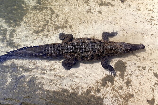 Cozumel National Park and Beach Break: Private Tour - Playa Chen Rio: rock formations, wild coast air, and a quick reset