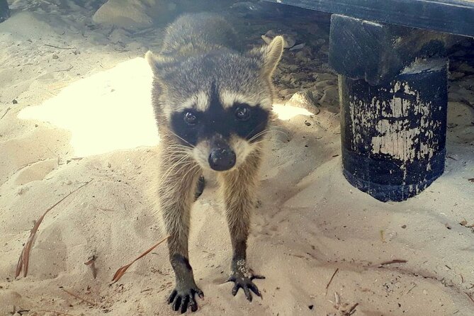 Cozumel National Park and Beach Break: Private Tour - What’s included (and what you’ll likely pay for)