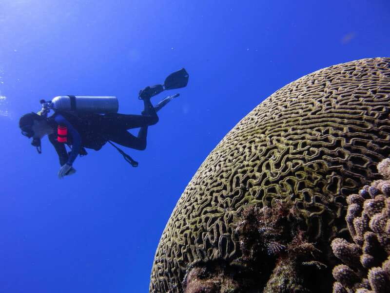 Cozumel: One Tank Scuba Dive and Full Chankanaab Park Access - The underwater route: reef barrier, caves, and sculptures